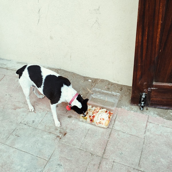 Five Things I Love About Puerto Vallarta, Mexico: The People thelittlekitchen.net Five Things I Love About Puerto Vallarta, Mexico: The People thelittlekitchen.net