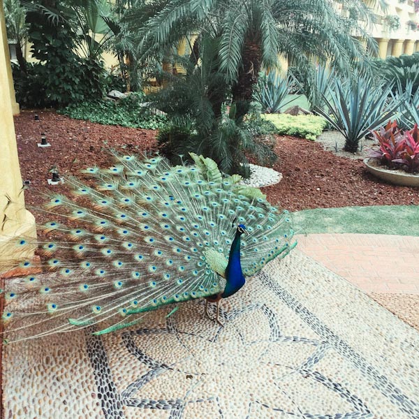 Five Things I Love About Puerto Vallarta, Mexico: The People thelittlekitchen.net Five Things I Love About Puerto Vallarta, Mexico: The People thelittlekitchen.net