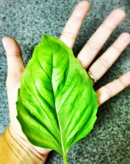 Giant Basil Leaf Giant Basil Leaf