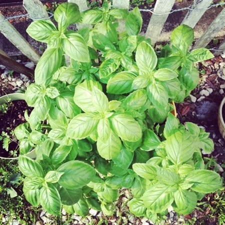 Basil Plant from thelittlekitchen.net Basil Plant from thelittlekitchen.net