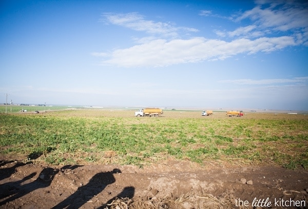 Jim Tiede's Farm, Idaho