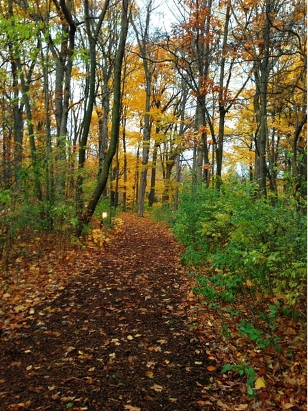 The American Club - River Wildlife