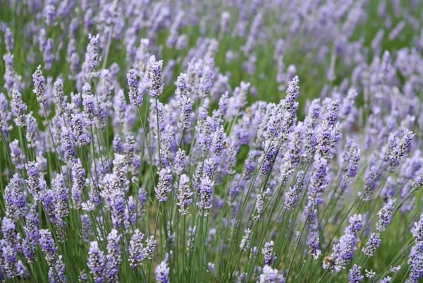 lavender lavender