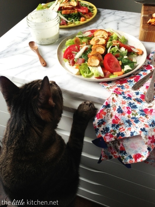 Prince the girl cat Prince the girl cat