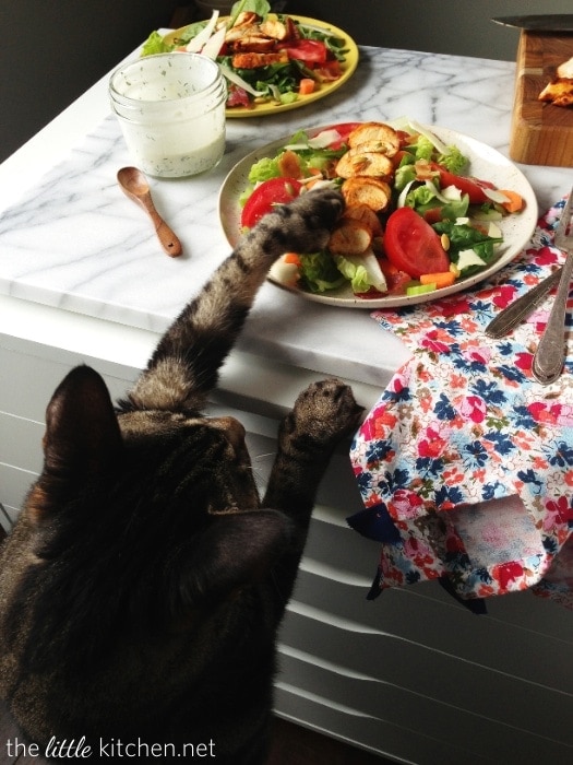 Prince the girl cat Prince the girl cat