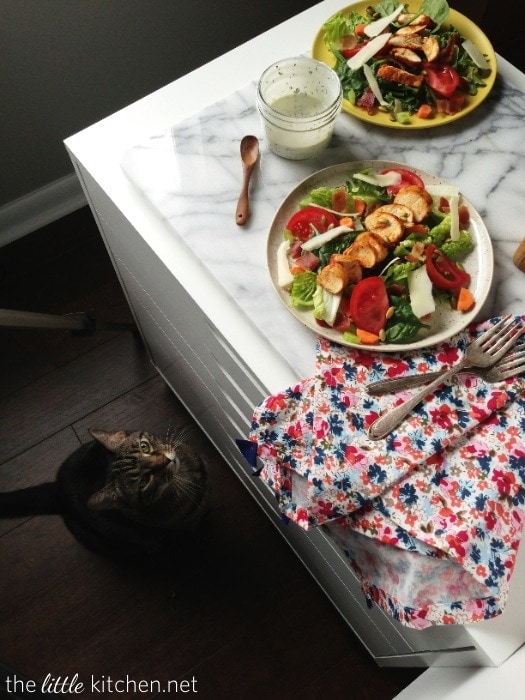 Prince the girl cat Prince the girl cat