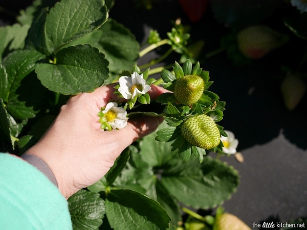 strawberry-farm-tour-the-little-kitchen-P1040916 strawberry-farm-tour-the-little-kitchen-P1040916