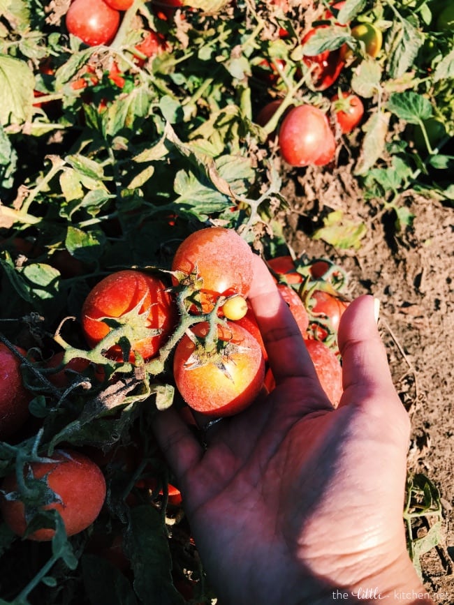 Tomato & Cheese Omelette Muffins from thelittlekitchen.net Tomato & Cheese Omelette Muffins from thelittlekitchen.net
