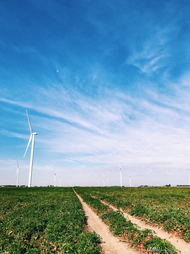 Tomato & Cheese Omelette Muffins from thelittlekitchen.net Tomato & Cheese Omelette Muffins from thelittlekitchen.net