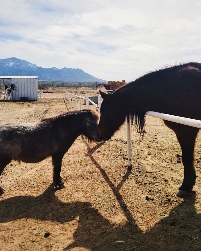 Trip to Albuquerque, New Mexico thelittlekitchen.net Trip to Albuquerque, New Mexico thelittlekitchen.net