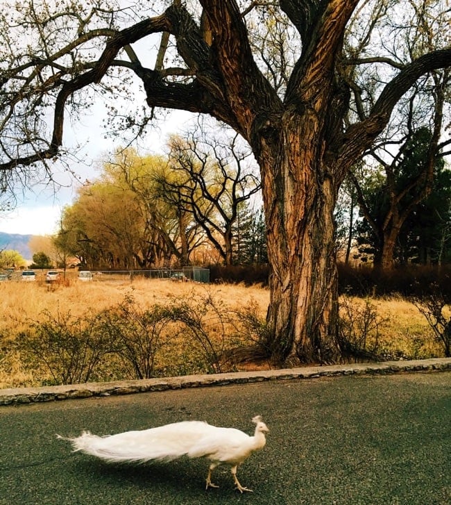 Trip to Albuquerque, New Mexico thelittlekitchen.net Trip to Albuquerque, New Mexico thelittlekitchen.net